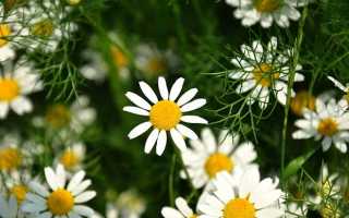 Ромашка при беременности на ранних сроках – можно ли применять и как