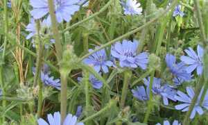 Цикорий при беременности: можно ли пить, польза, вред и ограничения