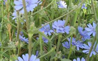 Цикорий при беременности: можно ли пить, польза, вред и ограничения