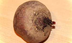 Можно ли свеклу при грудном вскармливании и как ее правильно вводить в рацион