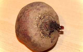 Можно ли свеклу при грудном вскармливании и как ее правильно вводить в рацион