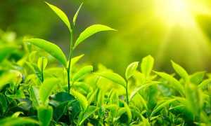 Боровая матка для зачатия – описание, способ применения