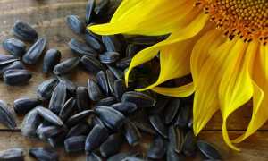 Можно ли семечки при грудном вскармливании