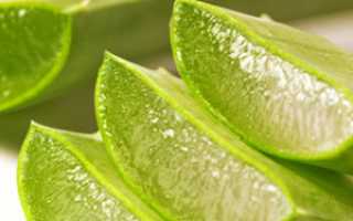 Лечение алоэ вера