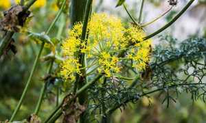 Укропная вода для новорожденных: как приготовить и давать