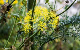 Укропная вода для новорожденных: как приготовить и давать