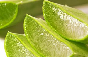 Лечение алоэ вера
