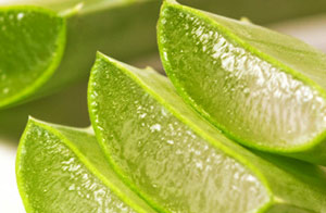 Лечение алоэ вера Лечение алоэ вера