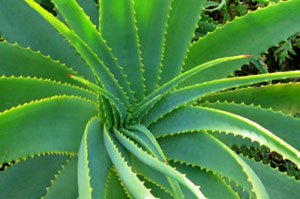 Комнатное алоэ Комнатное алоэ