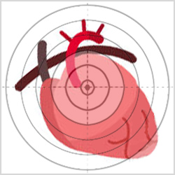 Сердце