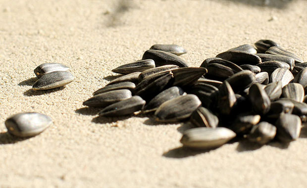 жареные семечки на ГВ